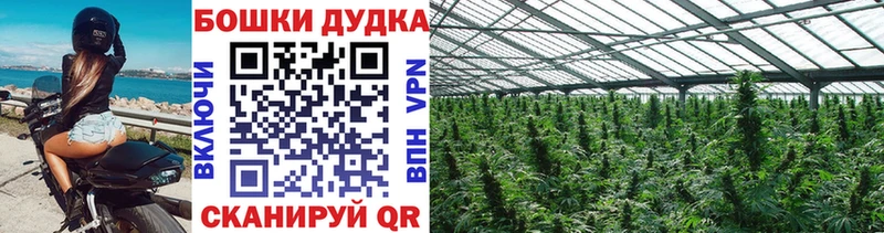 Каннабис OG Kush Вологда